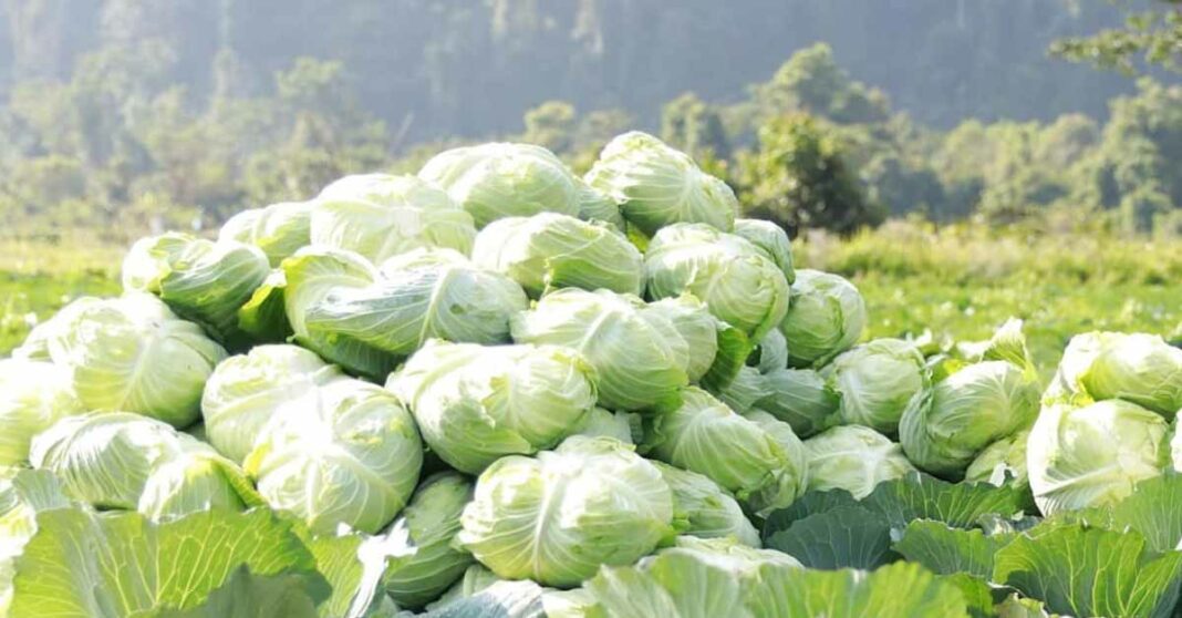 Cabbage Festival in Vangvieng.