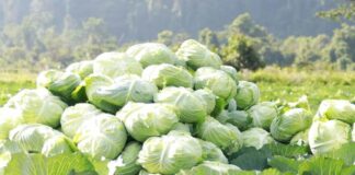 Cabbage Festival in Vangvieng.