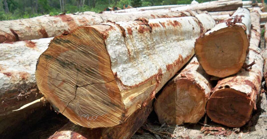 Cut timber in Laos (Photo: WWF)