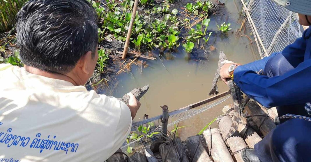 Savannakhet and WCS Release Baby Crocodiles into Xe Champhone Wetlands.