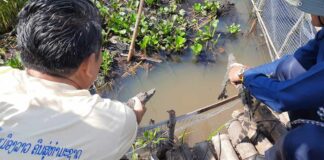 Savannakhet and WCS Release Baby Crocodiles into Xe Champhone Wetlands.