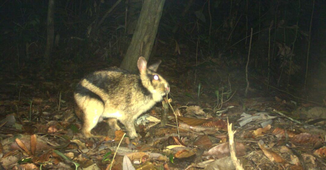 Leibniz-IZW / WWF-Vietnam CarBi Project / Hue Saola Nature Reserve