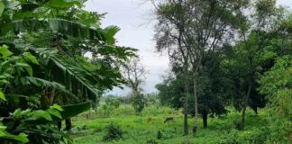 Cows enjoy the cool weather.