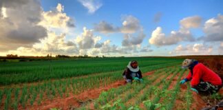 Vietnamese migrant workers on Australian farm.