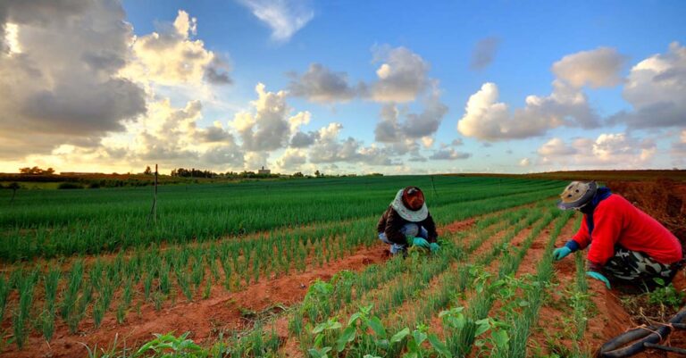 Vietnamese migrant workers on Australian farm.