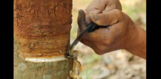 Rubber tapping in Laos