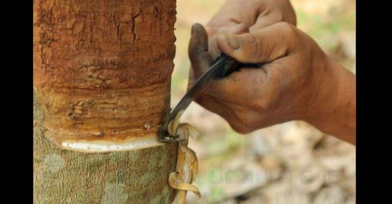 Rubber tapping in Laos