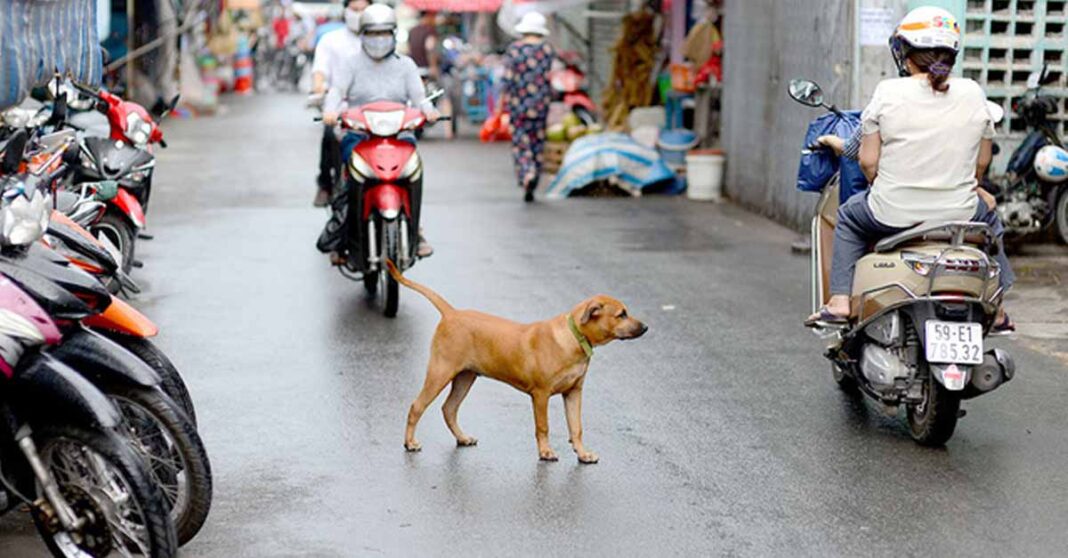 Hanoi to form dog squads, collect and fine owners of stray dogs.