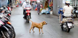 Hanoi to form dog squads, collect and fine owners of stray dogs.