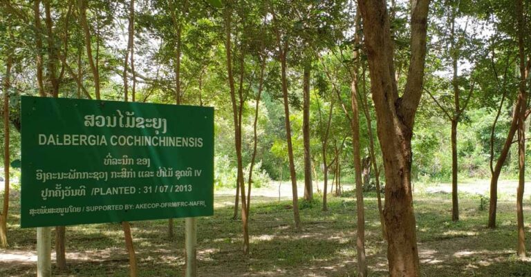 Rosewood plantation in Laos