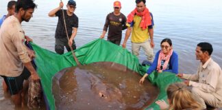 Giant stingray caught in Mekong River in northern Cambodia