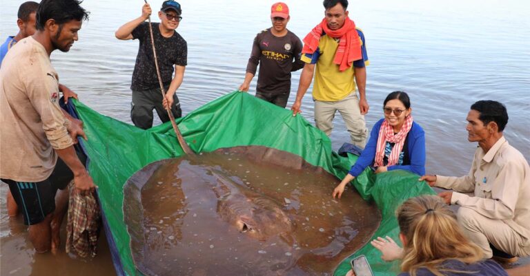 Giant stingray caught in Mekong River in northern Cambodia