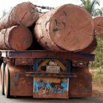 Illegally harvested rosewood transported by truck.