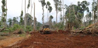 Farmers use heavy equipment to clear an area for farming inside the protected forest.