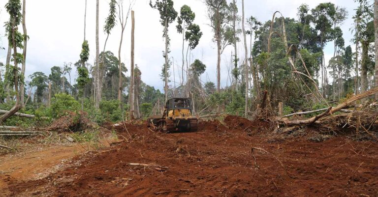 Farmers use heavy equipment to clear an area for farming inside the protected forest.