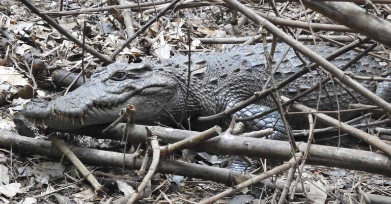 WCS Discovers Endangered Siamese Crocodile Eggs