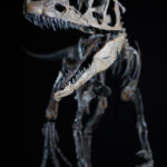 Allosaurus-LittleAl-2-1