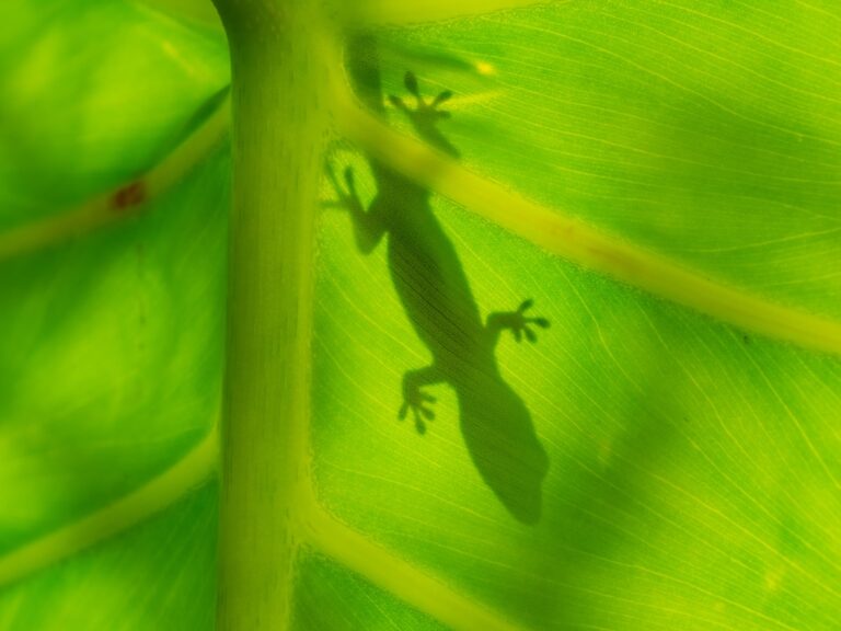 Many Lizards in Laos and Vietnam Remain Unknown to Science