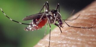 Dengue fever transmitted by mosquitoes.