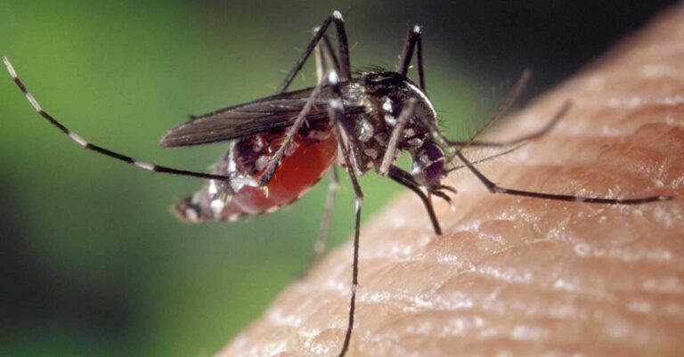 Dengue fever transmitted by mosquitoes.