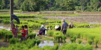 Rice farming family in Laos (Photo: FAO)