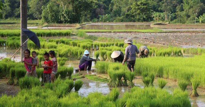 Rice farming family in Laos (Photo: FAO)