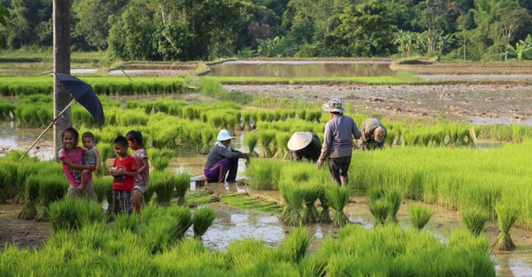 Rice farming family in Laos (Photo: FAO)