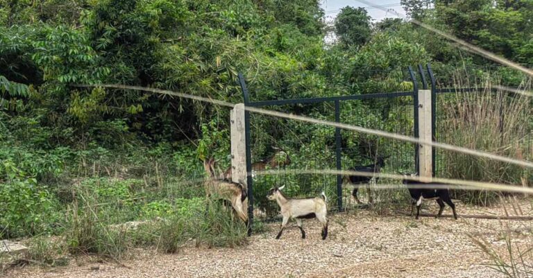 Laos-China Railway Company Fed Up With Trespassers and Domestic Animals