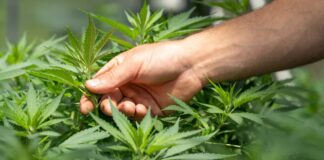 Thailand to Profit From Hemp Production