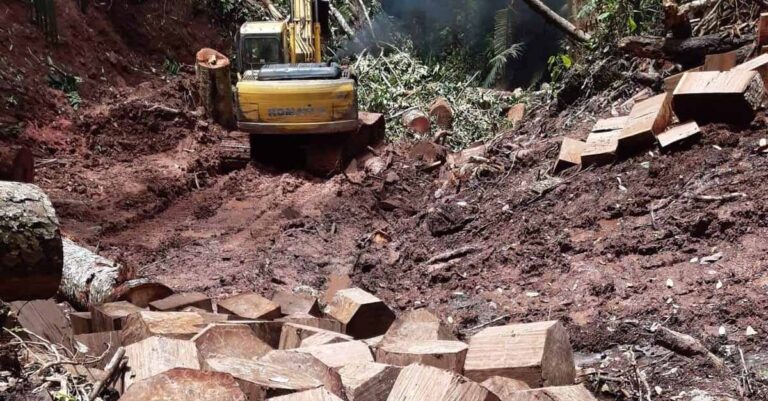 Illegal Loggers Invade Forestry Areas in Xayaboury