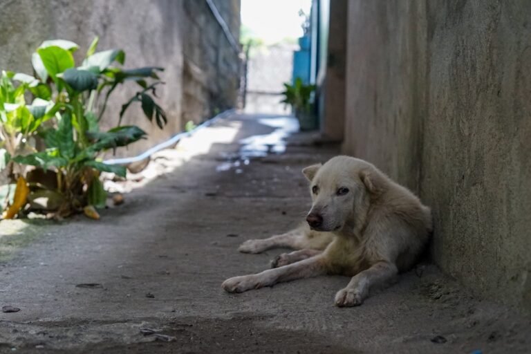 Stray Dog Causes Motorbike Crash in Vientiane Capital