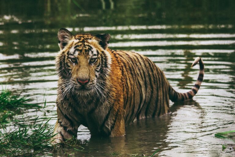 More Wild Tigers Alive Globally Than Previously Thought