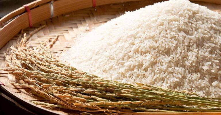 Laos Develops Three New Rice Varieties with Assistance from Thailand