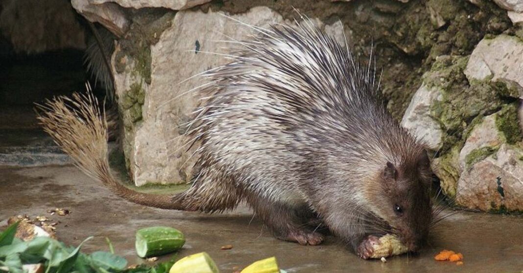 Brush-tailed porcupine at a zoo in Hanoi, Vietnam (Wolfgang Dreier)