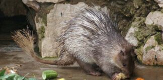 Brush-tailed porcupine at a zoo in Hanoi, Vietnam (Wolfgang Dreier)