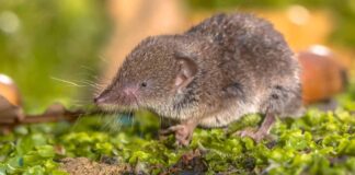 New virus in China spread by shrews.