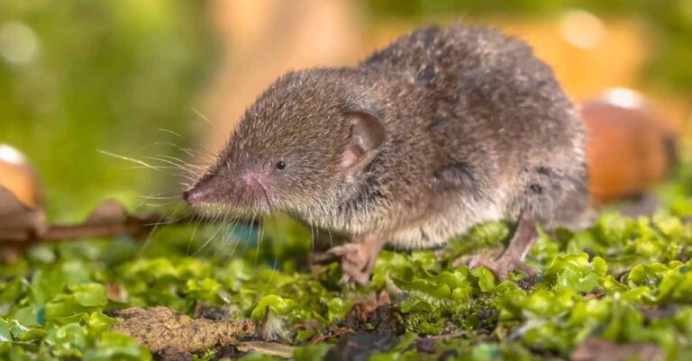 New virus in China spread by shrews.