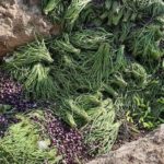 Smuggled vegetables buried by authorites in Vientiane Capital on 20 January, 2021
