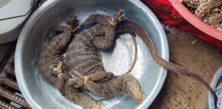 Wildlife on display at a market in Vientiane Capital