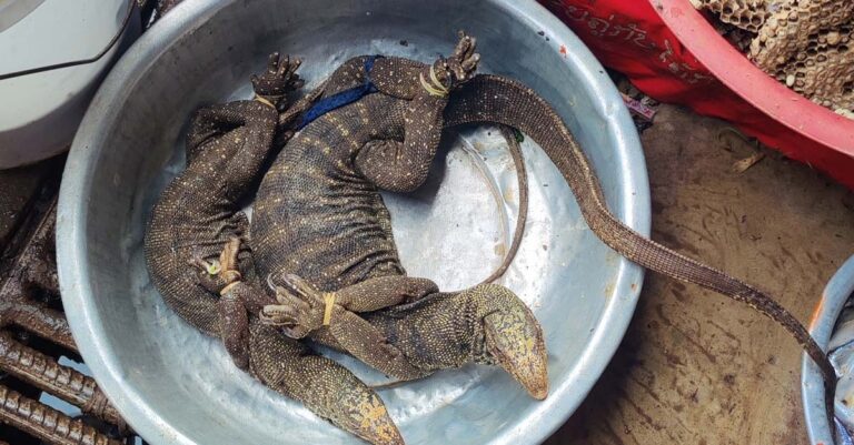 Wildlife on display at a market in Vientiane Capital