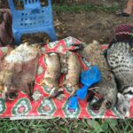Wildlife on display at a local market in Laos (WCS)