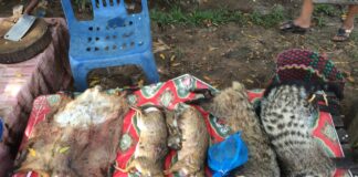 Wildlife on display at a local market in Laos (WCS)