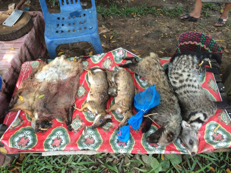 Wildlife on display at a local market in Laos (WCS)