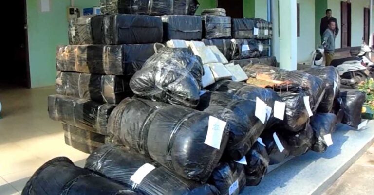 Lao Police Seize Over 1,000 Kg of Cannabis in Bolikhamxay