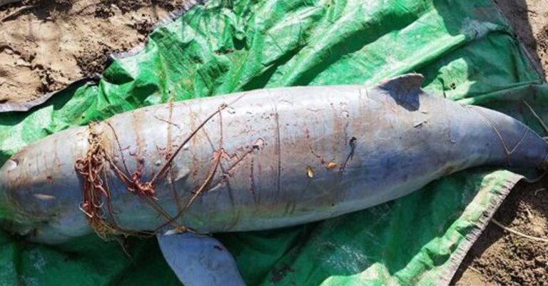 Third Mekong River Dolphin Found Dead in a Week