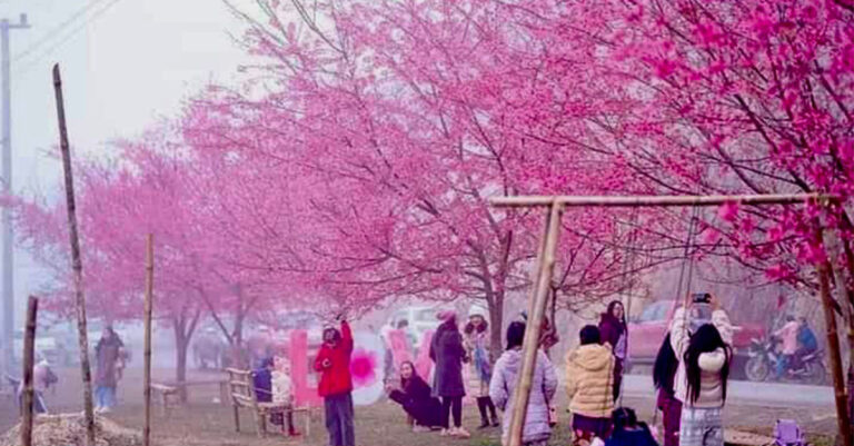 Houaphanh Names Cherry Blossom as its Provincial Flower