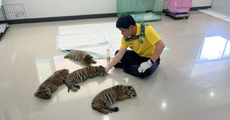 Laos, Thailand Cooperate to Rescue More Tiger Cubs from Laos