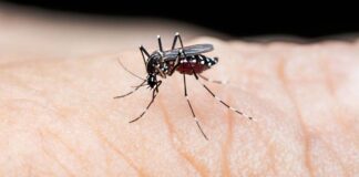 Laos Recorded Substantial Increase in Dengue Fever Cases in 2022