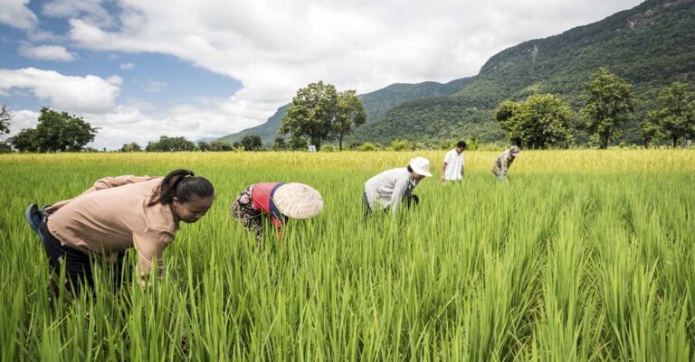 Laos Sees Three Percent Growth in Agricultural Sector in 2022