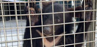 Moon Bears Rescued From Illegal Widelife Trade in Laos